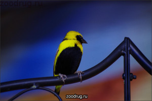 Птичка в желтом капюшоне