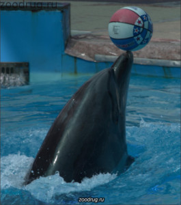 дельфин держит мяч