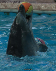 дельфин ловит мяч