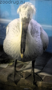 кудрявый пеликан