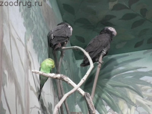 черные попугаи