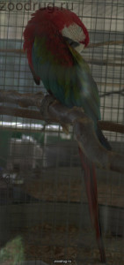 попугай Ара зеленокрылый 