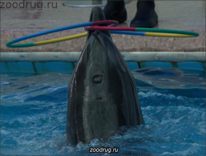 дельфин крутит обручи