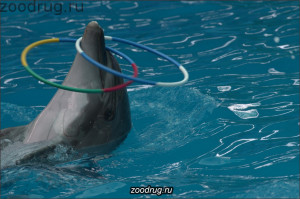 дельфин крутит обруч
