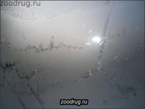 Мороз рисует на стекле