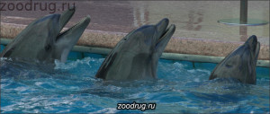 три дельфина