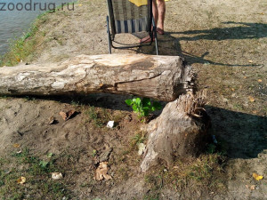 бобры перегрызли дерево