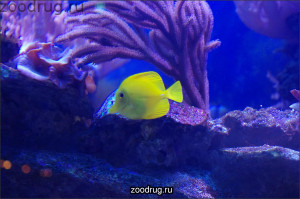 Остроносая желтая рыбка