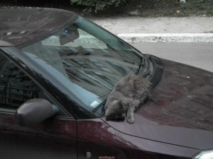 кот спит на автомобиле