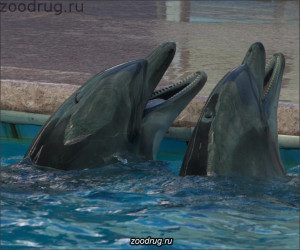 дельфины улыбаются