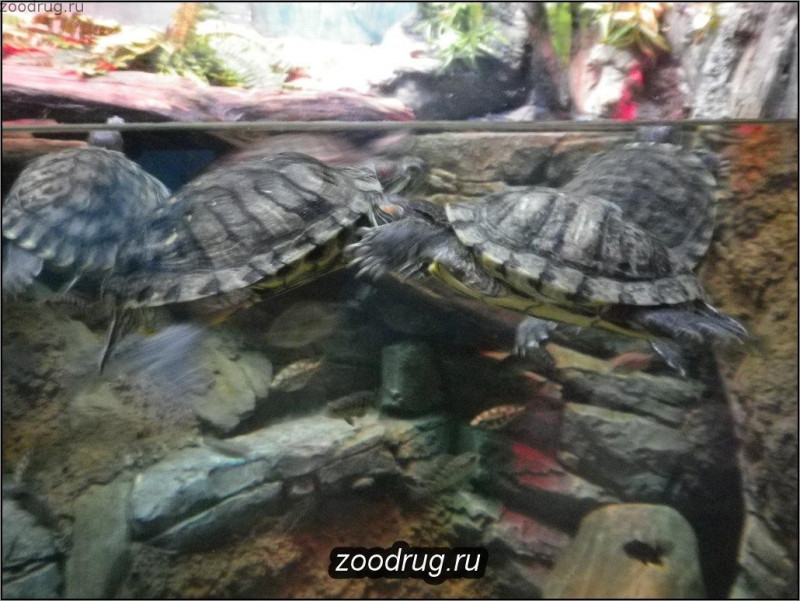 Грифовые черепахи
