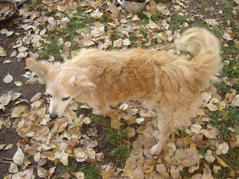 Осенний пес
