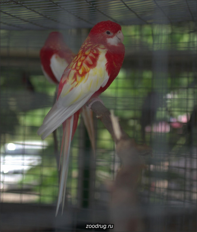 розелла рубиновая попугай