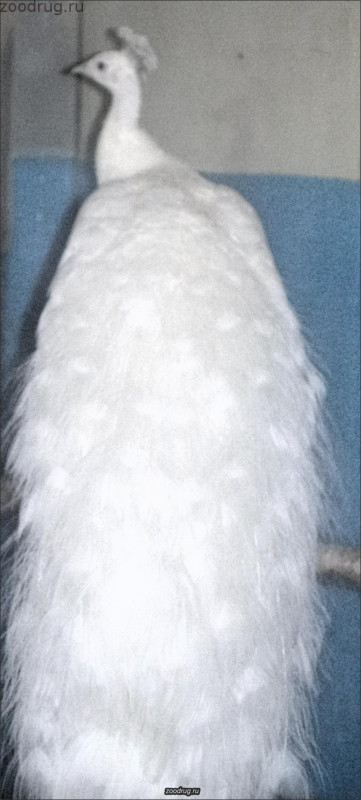белый павлин