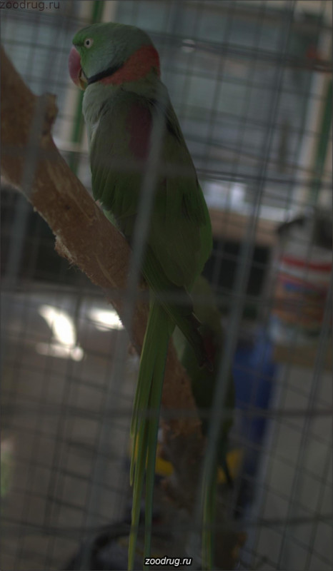 александрийский попугай