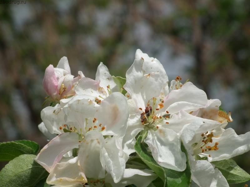 цветки яблони