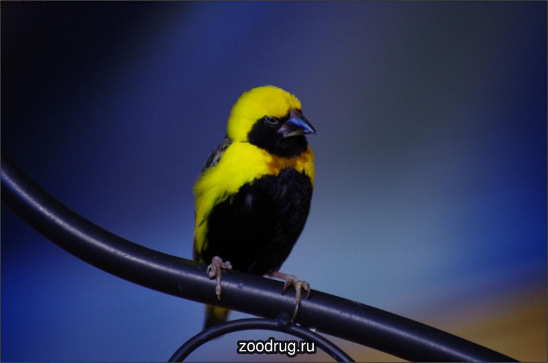 Птичка в желтом капюшоне