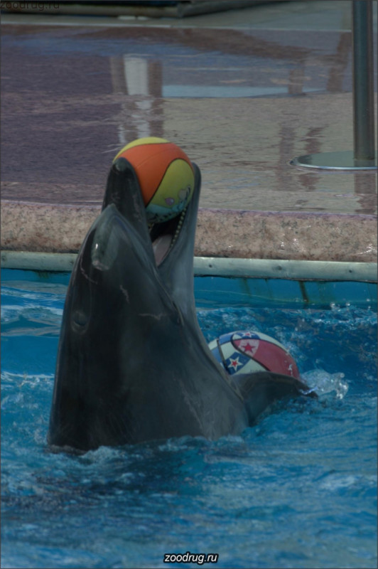 дельфин ловит мяч