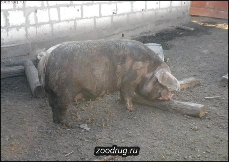 Свиноматка Маня