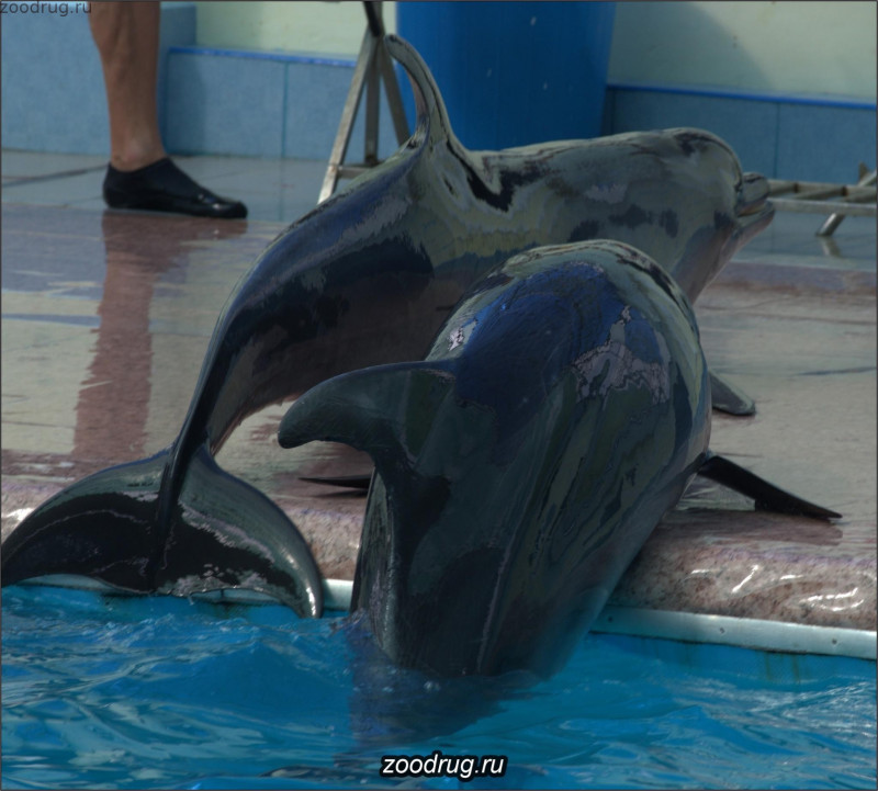 дельфины выскакивают из воды