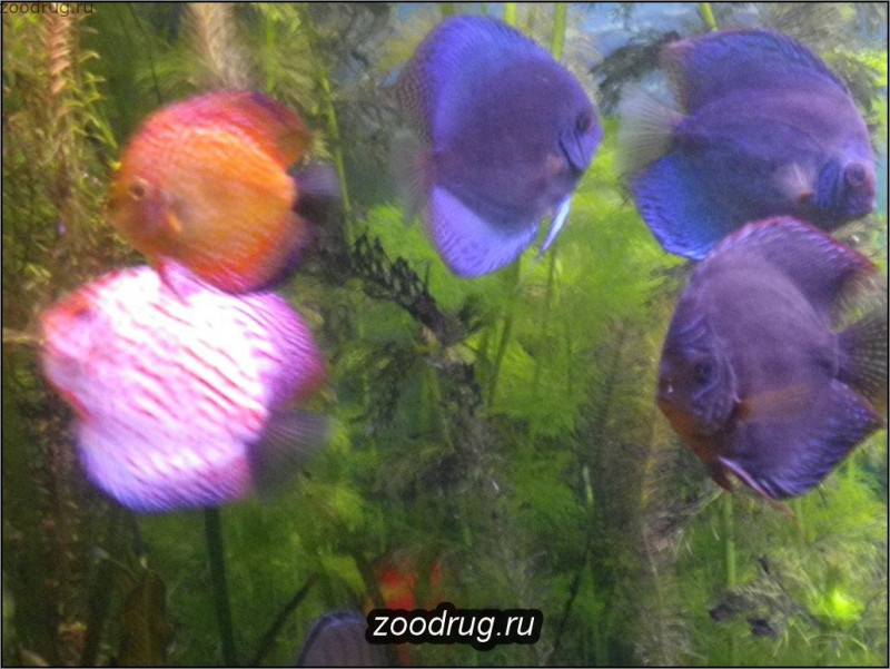 Рыбки разноцветные