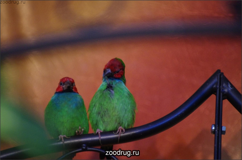 Зеленогрудые птички