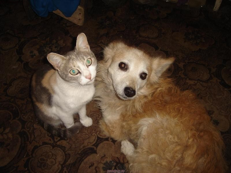 Кысурка и пес