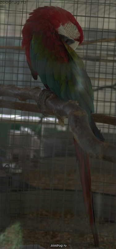 попугай Ара зеленокрылый 