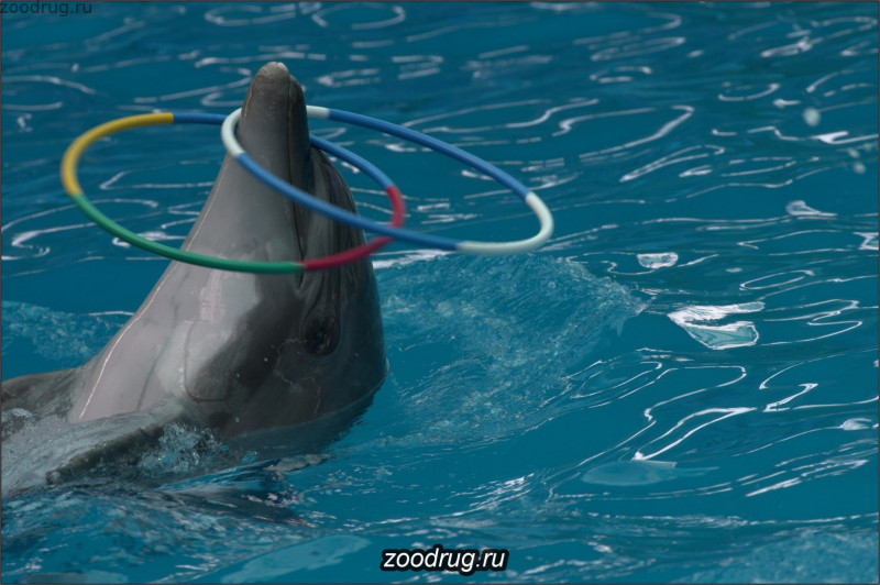 дельфин крутит обруч