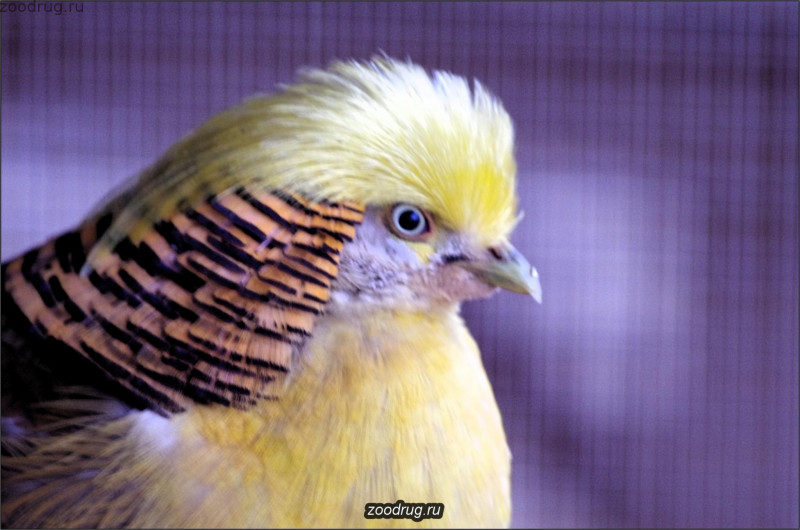 желтая голова птица 2