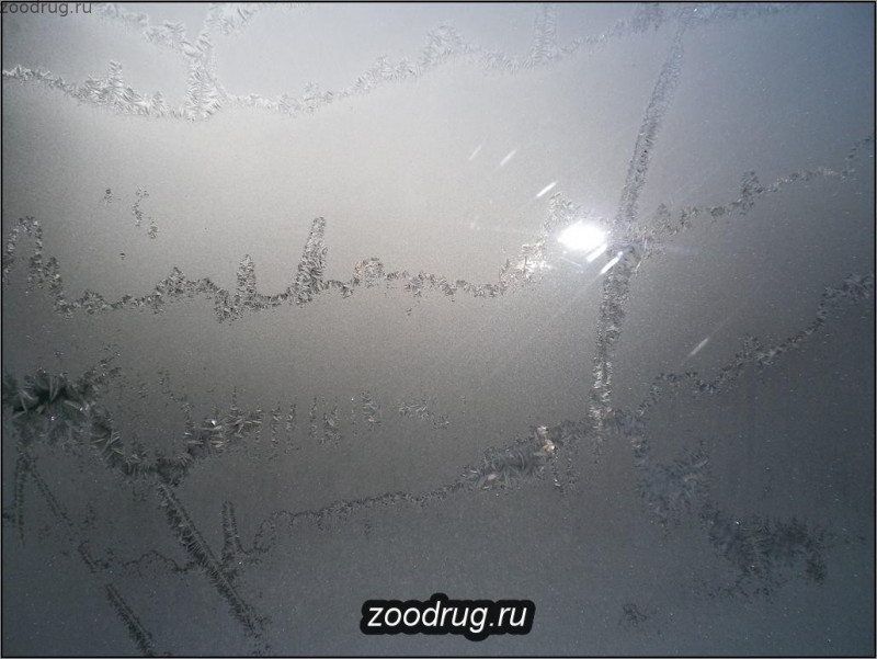Мороз рисует на стекле