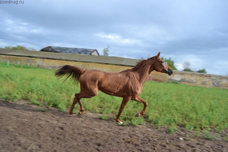 Конь бежит