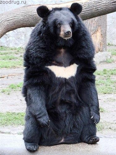 белогрудый медведь