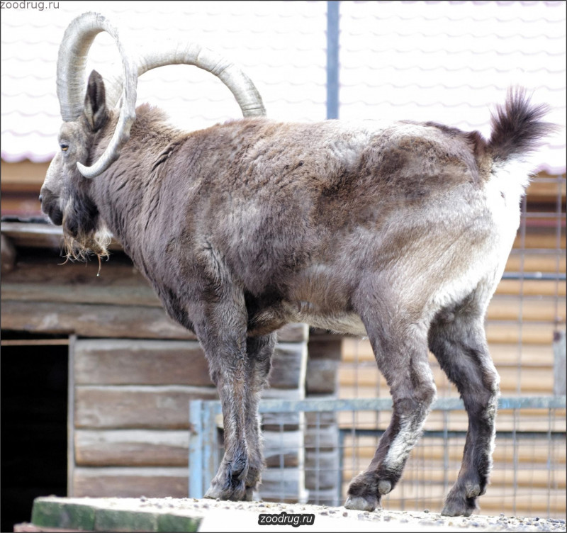 сибирский горный козел
