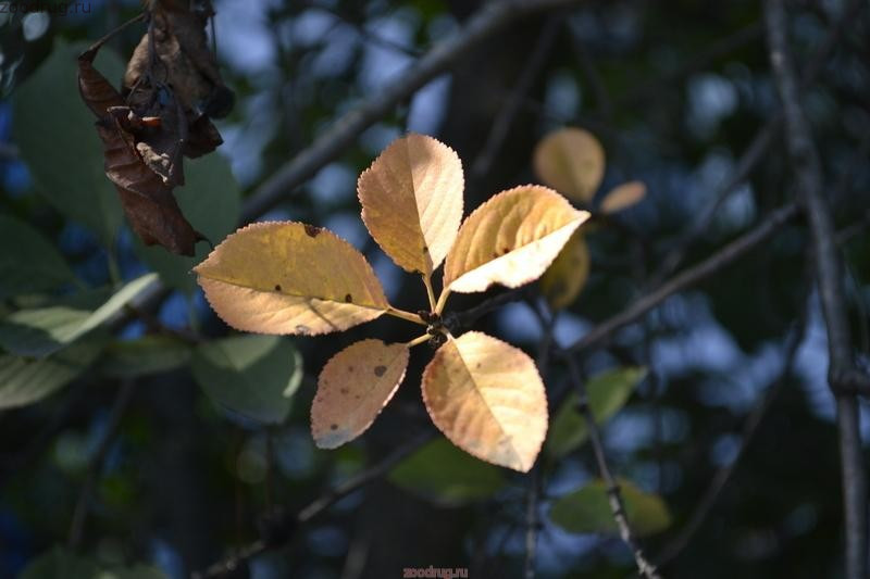Цветок из желтых листьев