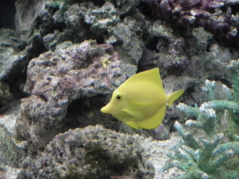 желтая рыбка