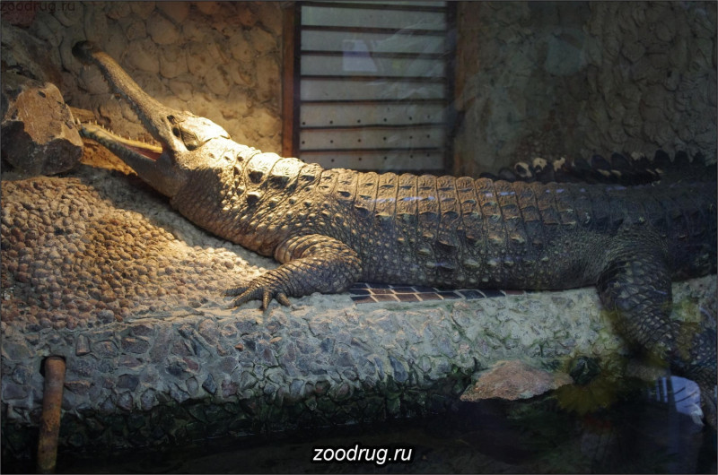 африканский узкорылый крокодил фото
