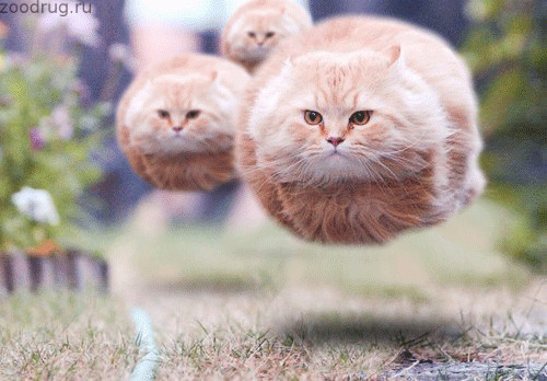  Летающие коты