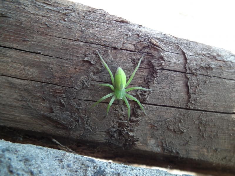 Зеленый паук в доме