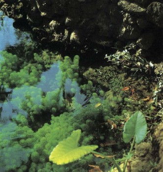 Уход за аквариумными растениями - размножение,уход за аквариумными растениями