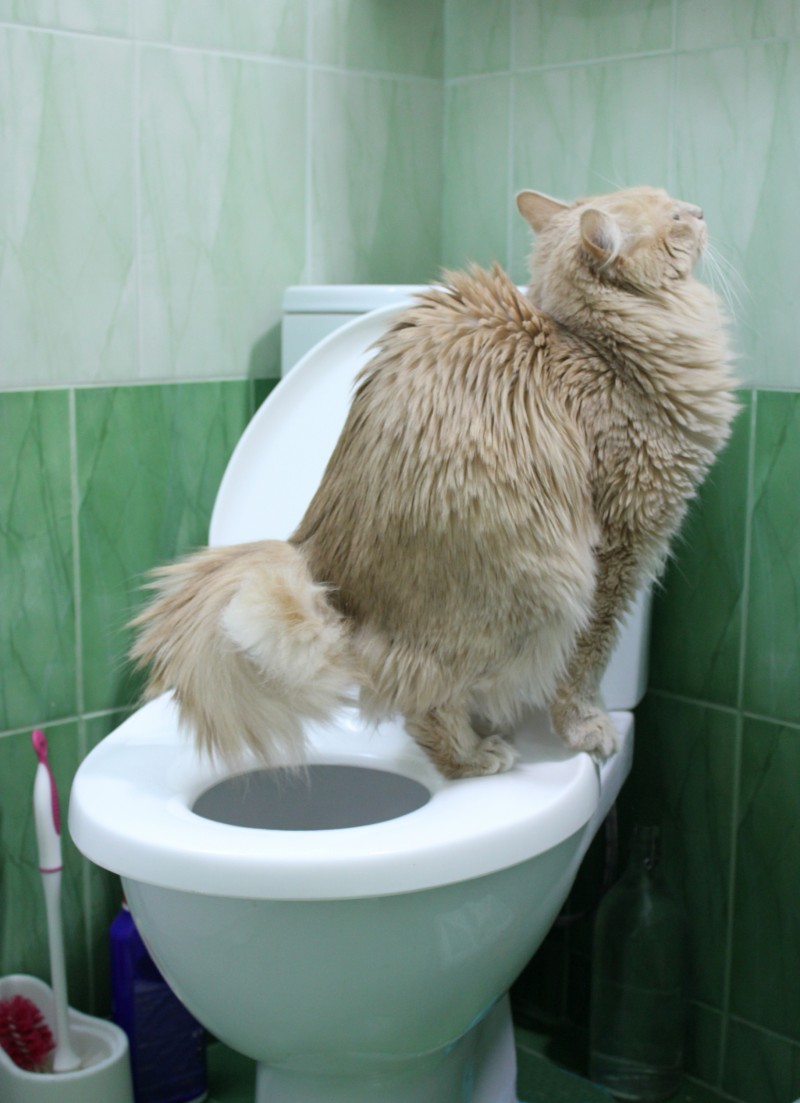 кот в туалете