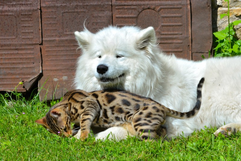 большая собака и котенок